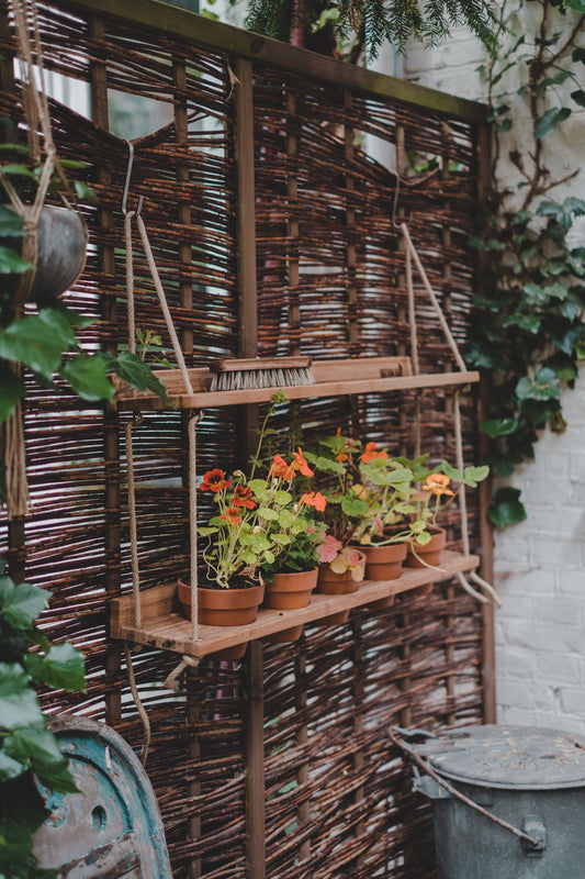 Hanging Garden Bamboo